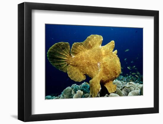 Giant Frogfish (Antennarius Commersonii), Pacific Ocean, Panglao Island.-Reinhard Dirscherl-Framed Photographic Print