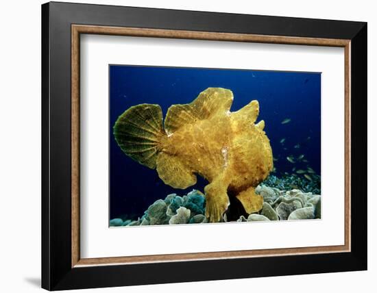 Giant Frogfish (Antennarius Commersonii), Pacific Ocean, Panglao Island.-Reinhard Dirscherl-Framed Photographic Print