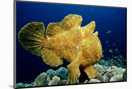 Giant Frogfish (Antennarius Commersonii), Pacific Ocean, Panglao Island.-Reinhard Dirscherl-Mounted Photographic Print