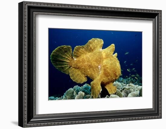 Giant Frogfish (Antennarius Commersonii), Pacific Ocean, Panglao Island.-Reinhard Dirscherl-Framed Photographic Print