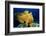 Giant Frogfish (Antennarius Commersonii), Pacific Ocean, Panglao Island.-Reinhard Dirscherl-Framed Photographic Print