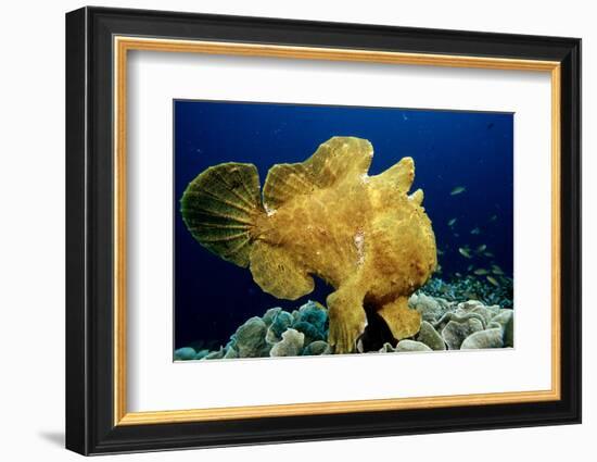 Giant Frogfish (Antennarius Commersonii), Pacific Ocean, Panglao Island.-Reinhard Dirscherl-Framed Photographic Print