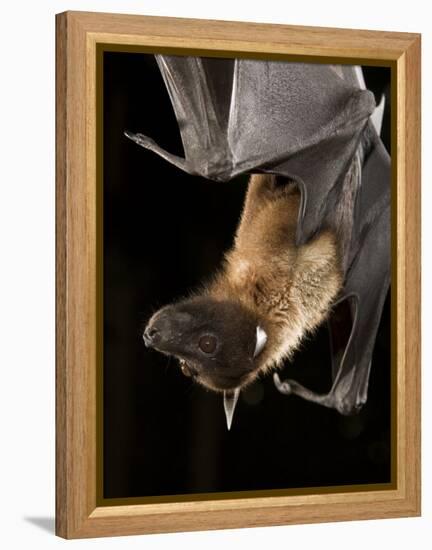 Giant Fruit Bat-Joe McDonald-Framed Premier Image Canvas