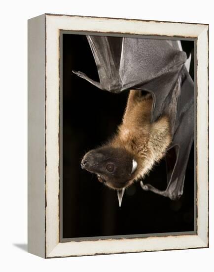 Giant Fruit Bat-Joe McDonald-Framed Premier Image Canvas