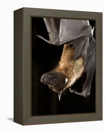 Giant Fruit Bat-Joe McDonald-Framed Premier Image Canvas