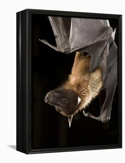 Giant Fruit Bat-Joe McDonald-Framed Premier Image Canvas