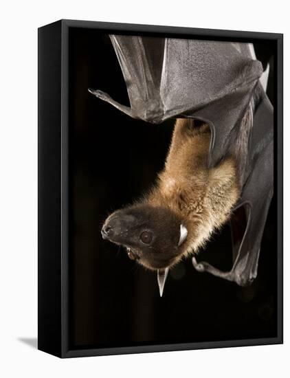 Giant Fruit Bat-Joe McDonald-Framed Premier Image Canvas