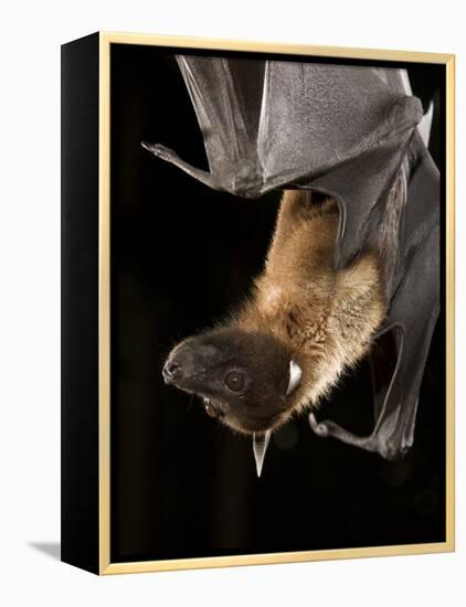 Giant Fruit Bat-Joe McDonald-Framed Premier Image Canvas