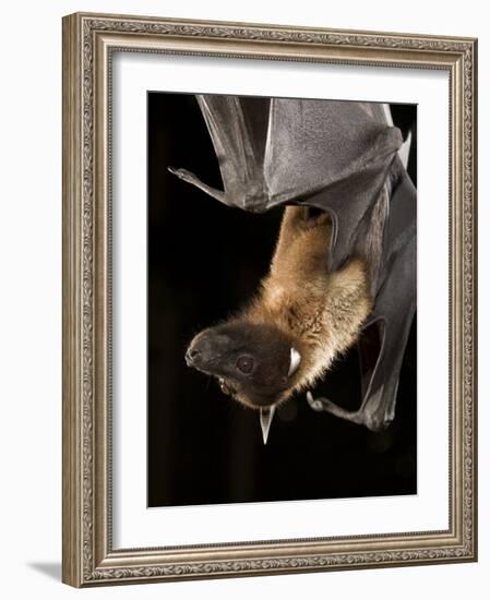 Giant Fruit Bat-Joe McDonald-Framed Photographic Print