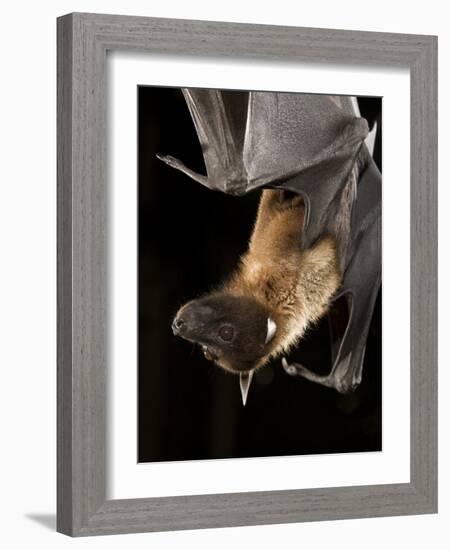 Giant Fruit Bat-Joe McDonald-Framed Photographic Print