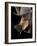 Giant Fruit Bat-Joe McDonald-Framed Photographic Print