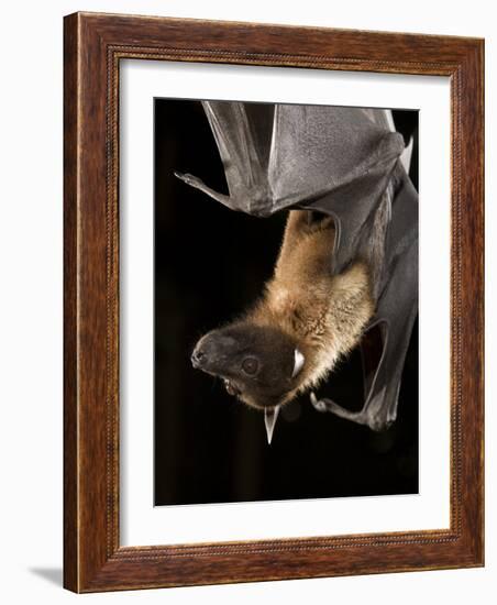 Giant Fruit Bat-Joe McDonald-Framed Photographic Print