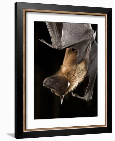 Giant Fruit Bat-Joe McDonald-Framed Photographic Print