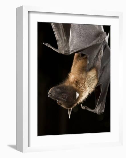 Giant Fruit Bat-Joe McDonald-Framed Photographic Print