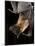 Giant Fruit Bat-Joe McDonald-Mounted Photographic Print