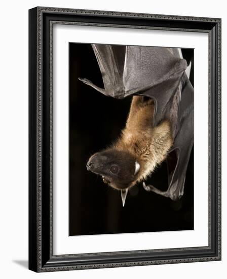 Giant Fruit Bat-Joe McDonald-Framed Photographic Print