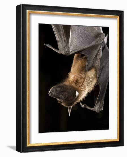 Giant Fruit Bat-Joe McDonald-Framed Photographic Print