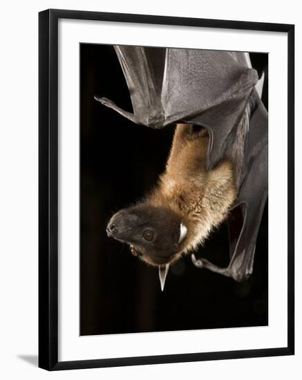 Giant Fruit Bat-Joe McDonald-Framed Photographic Print