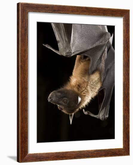 Giant Fruit Bat-Joe McDonald-Framed Photographic Print