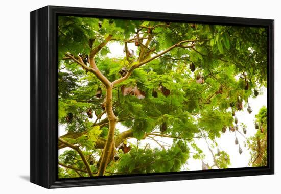 Giant Fruit Bats, Bali, Indonesia, Southeast Asia, Asia-Laura Grier-Framed Premier Image Canvas