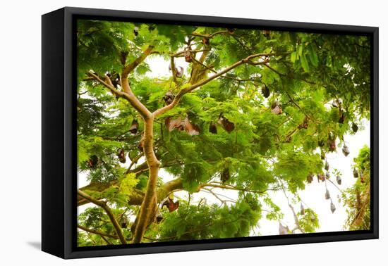 Giant Fruit Bats, Bali, Indonesia, Southeast Asia, Asia-Laura Grier-Framed Premier Image Canvas