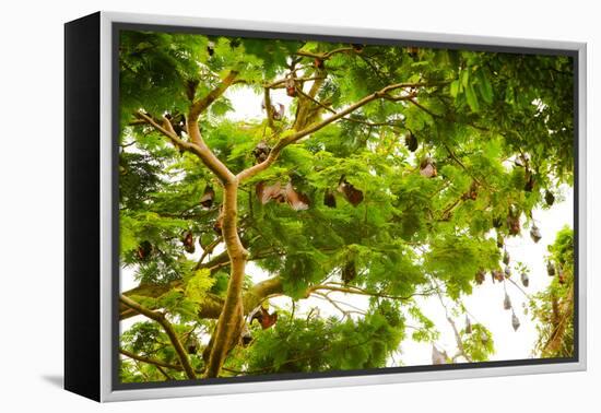 Giant Fruit Bats, Bali, Indonesia, Southeast Asia, Asia-Laura Grier-Framed Premier Image Canvas