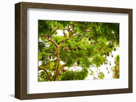 Giant Fruit Bats, Bali, Indonesia, Southeast Asia, Asia-Laura Grier-Framed Photographic Print