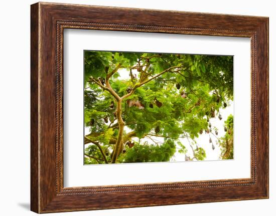 Giant Fruit Bats, Bali, Indonesia, Southeast Asia, Asia-Laura Grier-Framed Photographic Print