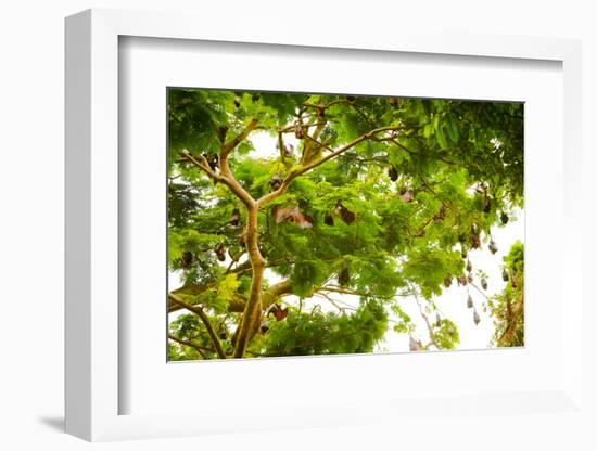 Giant Fruit Bats, Bali, Indonesia, Southeast Asia, Asia-Laura Grier-Framed Photographic Print