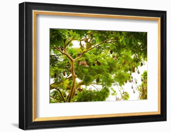 Giant Fruit Bats, Bali, Indonesia, Southeast Asia, Asia-Laura Grier-Framed Photographic Print