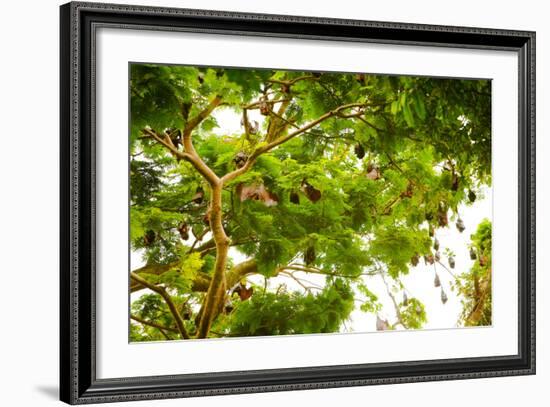 Giant Fruit Bats, Bali, Indonesia, Southeast Asia, Asia-Laura Grier-Framed Photographic Print