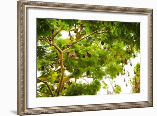 Giant Fruit Bats, Bali, Indonesia, Southeast Asia, Asia-Laura Grier-Framed Photographic Print