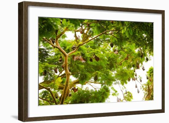 Giant Fruit Bats, Bali, Indonesia, Southeast Asia, Asia-Laura Grier-Framed Photographic Print