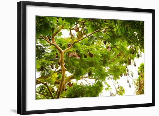 Giant Fruit Bats, Bali, Indonesia, Southeast Asia, Asia-Laura Grier-Framed Photographic Print