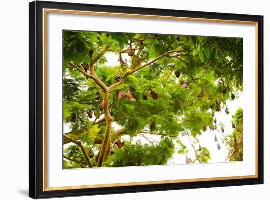 Giant Fruit Bats, Bali, Indonesia, Southeast Asia, Asia-Laura Grier-Framed Photographic Print