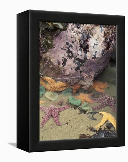 Giant Green Anemones and Ochre Sea Stars, Cape Kiwanda State Park, Oregon, USA-Stuart Westmoreland-Framed Premier Image Canvas