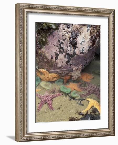 Giant Green Anemones and Ochre Sea Stars, Cape Kiwanda State Park, Oregon, USA-Stuart Westmoreland-Framed Photographic Print