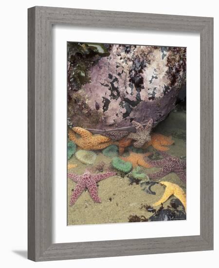 Giant Green Anemones and Ochre Sea Stars, Cape Kiwanda State Park, Oregon, USA-Stuart Westmoreland-Framed Photographic Print