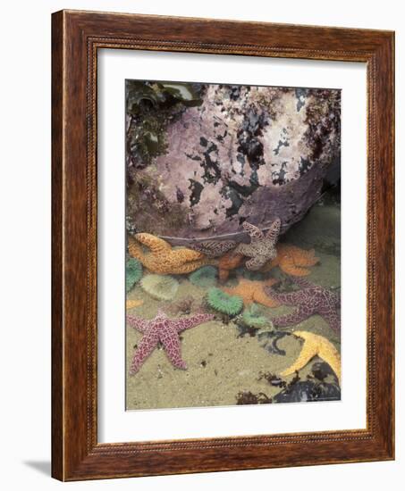 Giant Green Anemones and Ochre Sea Stars, Cape Kiwanda State Park, Oregon, USA-Stuart Westmoreland-Framed Photographic Print