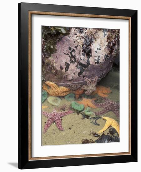 Giant Green Anemones and Ochre Sea Stars, Cape Kiwanda State Park, Oregon, USA-Stuart Westmoreland-Framed Photographic Print