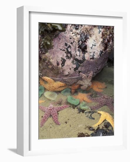 Giant Green Anemones and Ochre Sea Stars, Cape Kiwanda State Park, Oregon, USA-Stuart Westmoreland-Framed Photographic Print