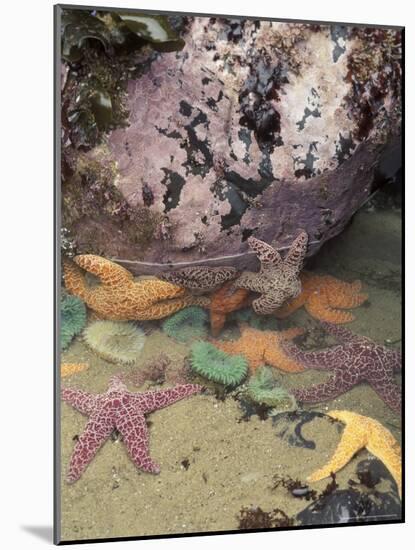 Giant Green Anemones and Ochre Sea Stars, Cape Kiwanda State Park, Oregon, USA-Stuart Westmoreland-Mounted Photographic Print