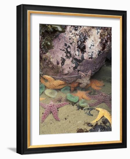 Giant Green Anemones and Ochre Sea Stars, Cape Kiwanda State Park, Oregon, USA-Stuart Westmoreland-Framed Photographic Print
