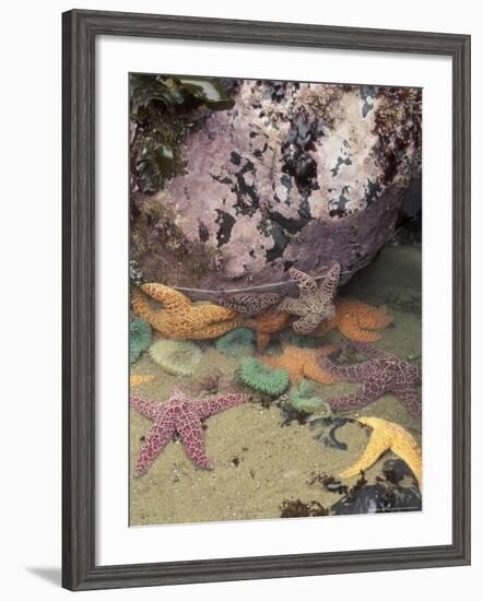 Giant Green Anemones and Ochre Sea Stars, Cape Kiwanda State Park, Oregon, USA-Stuart Westmoreland-Framed Photographic Print