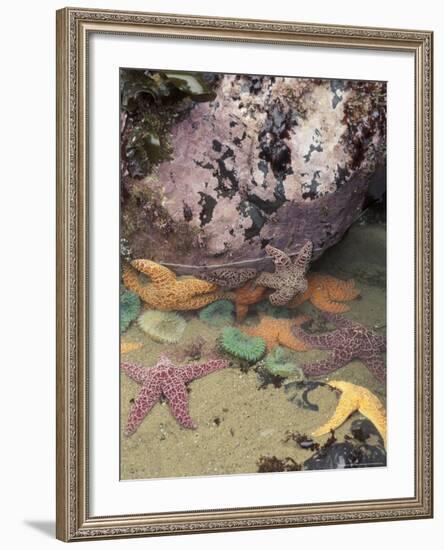 Giant Green Anemones and Ochre Sea Stars, Cape Kiwanda State Park, Oregon, USA-Stuart Westmoreland-Framed Photographic Print