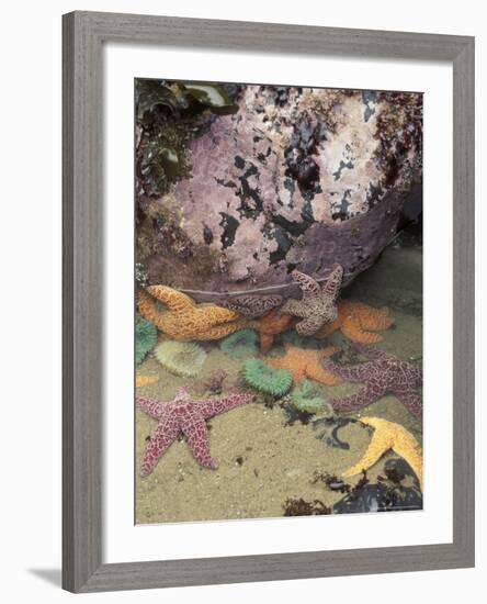 Giant Green Anemones and Ochre Sea Stars, Cape Kiwanda State Park, Oregon, USA-Stuart Westmoreland-Framed Photographic Print