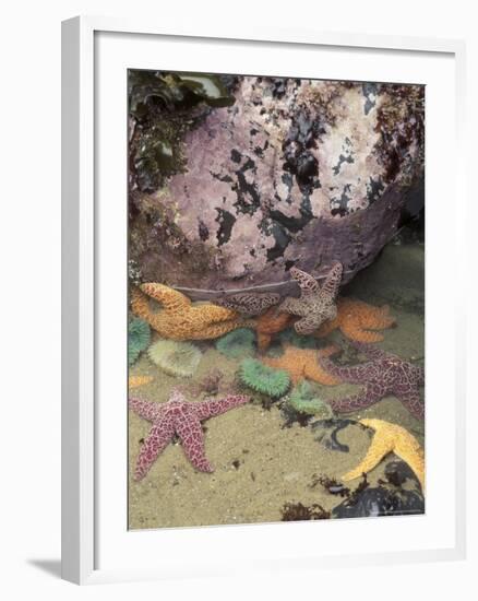 Giant Green Anemones and Ochre Sea Stars, Cape Kiwanda State Park, Oregon, USA-Stuart Westmoreland-Framed Photographic Print