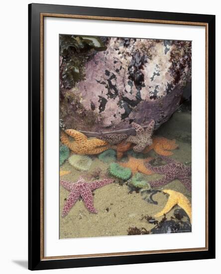 Giant Green Anemones and Ochre Sea Stars, Cape Kiwanda State Park, Oregon, USA-Stuart Westmoreland-Framed Photographic Print