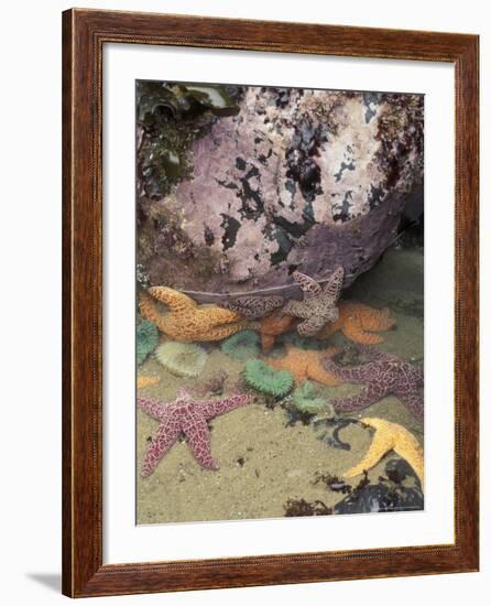 Giant Green Anemones and Ochre Sea Stars, Cape Kiwanda State Park, Oregon, USA-Stuart Westmoreland-Framed Photographic Print