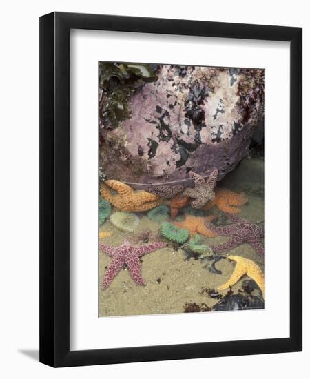 Giant Green Anemones and Ochre Sea Stars, Cape Kiwanda State Park, Oregon, USA-Stuart Westmoreland-Framed Photographic Print